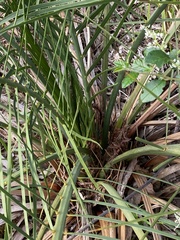 Macrozamia riedlei