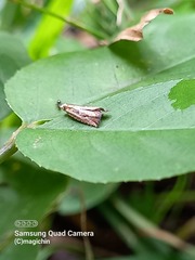 Bactra