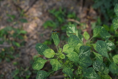 Ceriagrion cerinorubellum