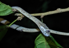 Aplopeltura boa