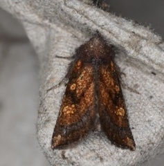 Papaipema impecuniosa