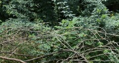 Rhyothemis variegata