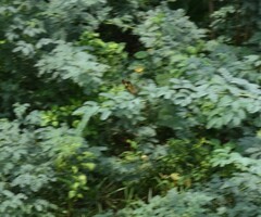 Rhyothemis variegata