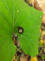 Tenthredo mandibularis