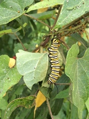 Danaus plexippus