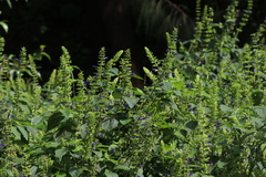 Salvia mexicana