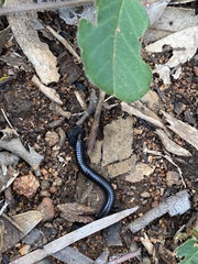 Ommatoiulus moreleti