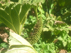 Gunnera
