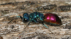 Chrysis ignita