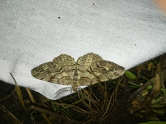 Peribatodes secundaria