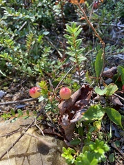 Vaccinium macrocarpon