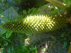 Gunnera