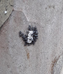 Harmonia axyridis