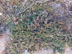 Thymus eravinensis