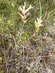 Lachenalia orchioides