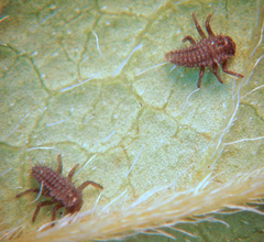 Harmonia axyridis