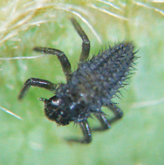 Harmonia axyridis