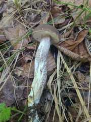 Leccinum scabrum melaneum