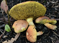 Xerocomus illudens