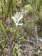 Lachenalia orchioides