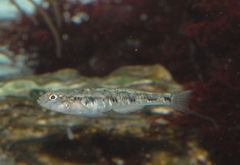 Pomatoschistus pictus