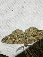 Peribatodes secundaria