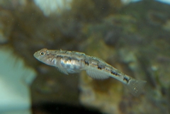 Pomatoschistus pictus