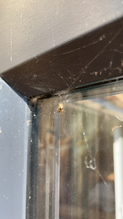 Zygiella x-notata