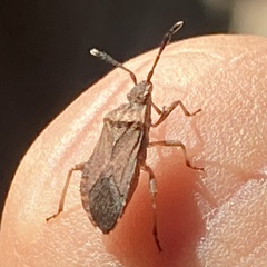 Ceraleptus pacificus