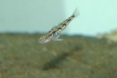Pomatoschistus pictus