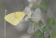 Colias croceus