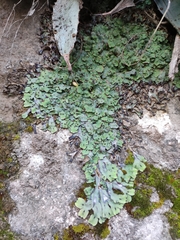 Plagiochasma rupestre