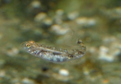 Pomatoschistus pictus
