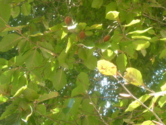 Tilia platyphyllos