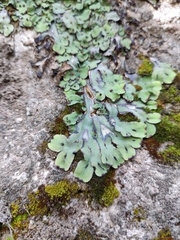 Plagiochasma rupestre