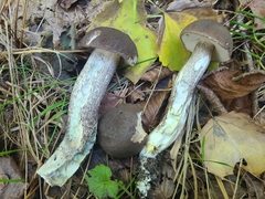 Leccinum scabrum melaneum