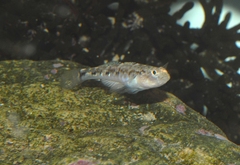 Pomatoschistus pictus