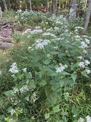 Ageratina altissima