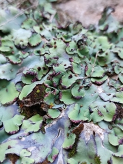 Plagiochasma rupestre