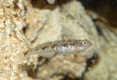Pomatoschistus pictus