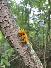 Tremella