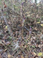 Gentianopsis barbata