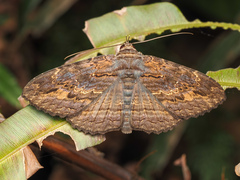 Anisoneura salebrosa