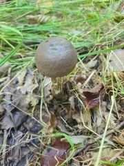 Leccinum scabrum melaneum