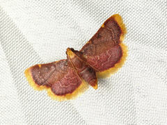 Hypsopygia mauritialis
