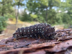 Eacles imperialis pini