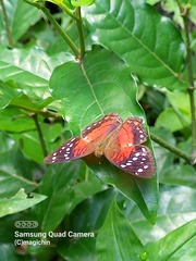 Anartia amathea