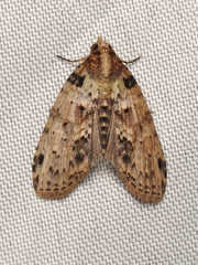 Sigmuncus arcuata