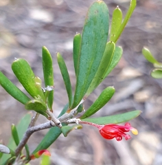 Grevillea pauciflora