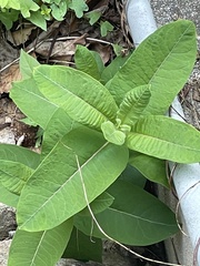 Asclepias syriaca